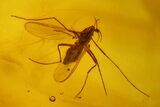 Five Fossil Flies (Diptera) & Liverwort (Bryophyta) in Baltic Amber #173650-5